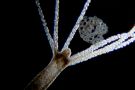 Hydrozoa