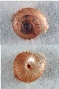 Ciliella ciliata