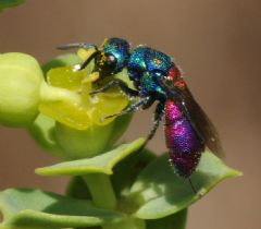 Chrysididae