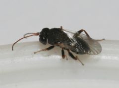 Cynipidae