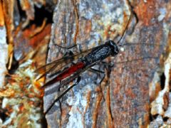 Ibaliidae