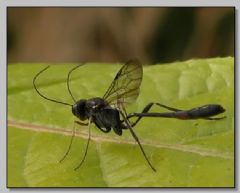 Ichneumonidae