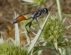 Sphecidae