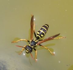 Vespidae