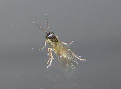 Xyelidae