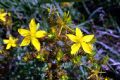 Hypericum perforatum