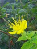 Hypericum hircinum subsp. majus