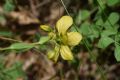 Hypericum richeri