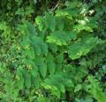 Hypericum androsaemum