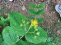 Hypericum androsaemum