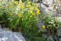 Hypericum richeri