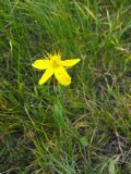 Hypericum richeri