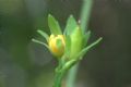 Hypericum mutilum