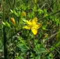 Hypericum tetrapterum