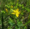 Hypericum tetrapterum