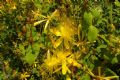 Hypericum hircinum