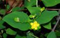 Hypericum androsaemum