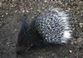 Hystrix cristata
