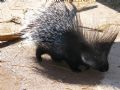 Hystrix cristata