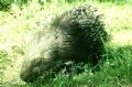 Hystrix cristata