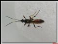 Ichneumon stramentarius (cfr.)