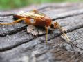 Lymantrichneumon disparis