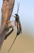 Exeristes roborator
