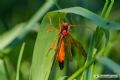 Opheltes glaucopterus