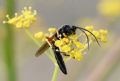 Ctenichneumon edictorius