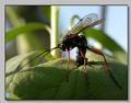 Pimpla rufipes