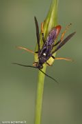 Amblyjoppa fuscipennis