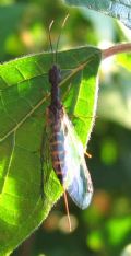 Parainocellia bicolor