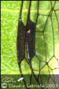 Parainocellia bicolor