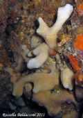 Ircinia  