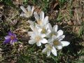 Crocus vernus