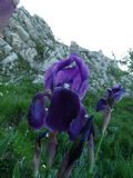 Iris marsica