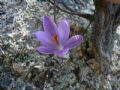 Crocus minimus