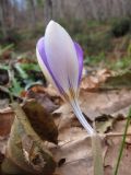 Crocus imperati