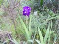 Iris germanica
