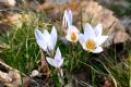 Crocus biflorus