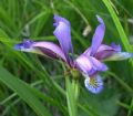 Iris graminea