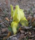 Iris lutescens