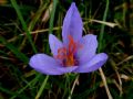 Crocus ligusticus