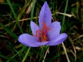 Crocus ligusticus