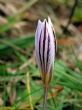 Crocus reticulatus