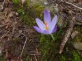 Crocus neglectus