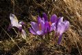 Crocus neglectus