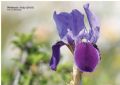 Iris bicapitata