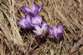 Crocus neglectus