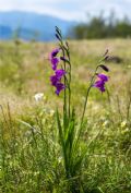 Gladiolus palustris